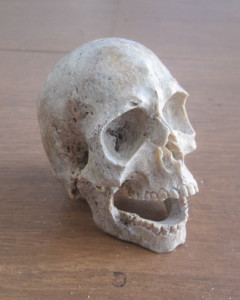 Skull Head Bone Carving Made From Special Bone