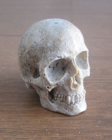 Skull-Head-Bone-Carving-Regular-Face-(image-from-left)